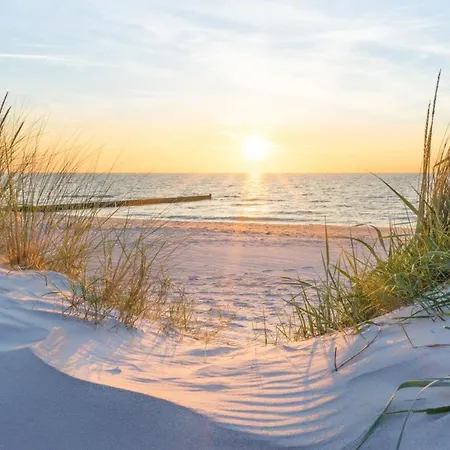 Seevogel/lachmoewe Rostock